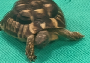 Żółw Guguś