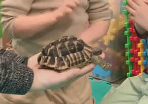 Dzieci trzymają żółwia na rękach