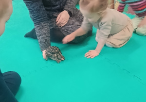 Dzieci obserwują żółwia
