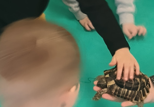 Dzieci głaszczą żółwia