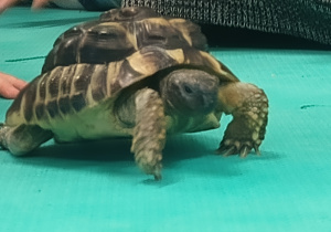 Żółw Guguś