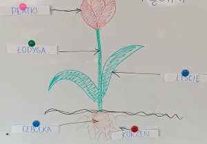 Dzieci poznają budowę kwiatów