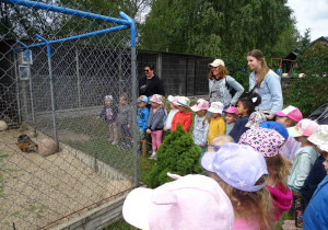 Poznawanie zwierząt hodowlanych.