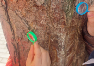 Dzieci oglądają korę drzewa przez lupę