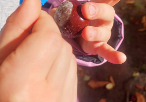 Dziecko ogląda kasztany przez lupę