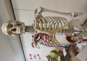 Gość specjalny spotkania z dziećmi, czyli szkielet.