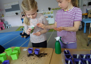 dziewczynki patrzą na nasiona roszponki