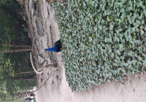 Paw stoi i roślinach blisko alejki