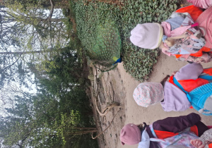 Dzieci patrzą na pawia który rozłożył swój ogon