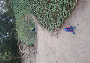 Paw z rozłożonym ogonem i maskotka Człapek