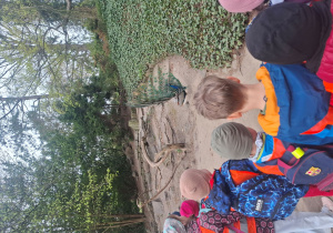 Dzieci patrzą na pawia z rozłożonym ogonem