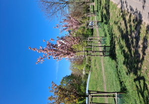 Drzewa rajskiej jabłoni