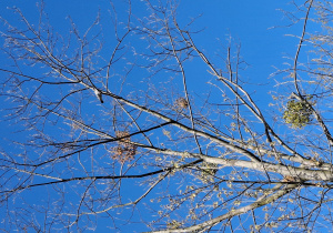 Gołąb grzywacz na drzewie