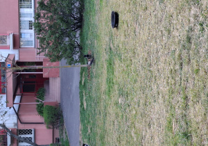 Wrony siwe na trawie