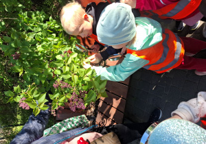 Dzieci patrzą przez lupy na lilak