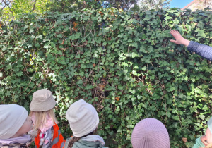 Dzieci patrzą na bluszcz hedelix