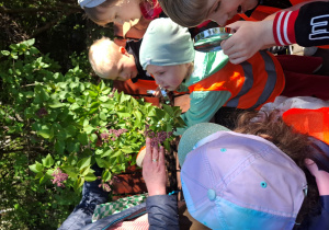 Leśnik pokazuje dzieciom lilak