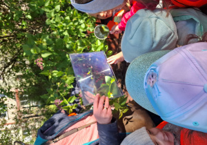 Dzieci patrzą przez lupę na liście lilaka