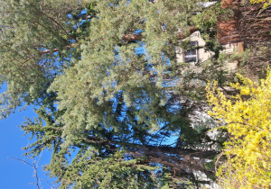 Świerk pospolity i Sosna zwyczajna