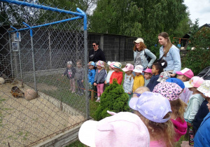 Poznawanie zwierząt hodowlanych.